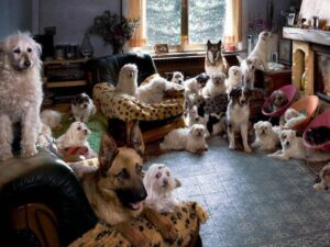 Сколько собак в доме фото